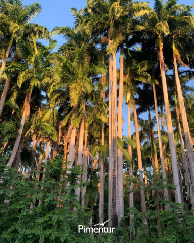 Sábado Cultural - Mártires de Cunhaú e Uruaçu