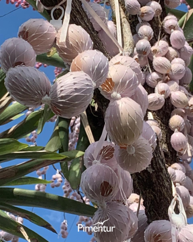 Semana Santa em Balneário Camburiú & Florianópolis