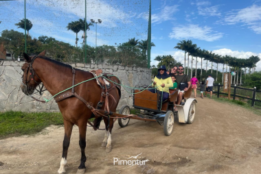 Carnaval em Pernambuco é no Portal de Gravatá | PE 